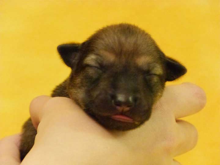 chinook puppy